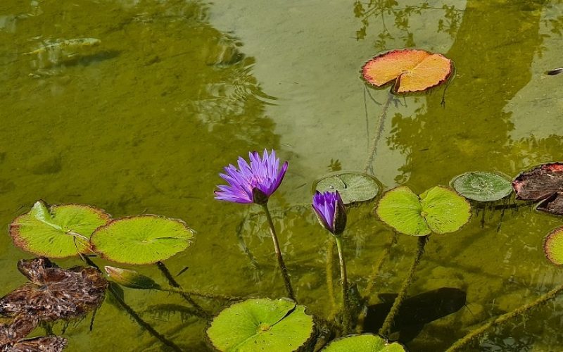 נופארק – הפארק העירוני בנוף הגליל