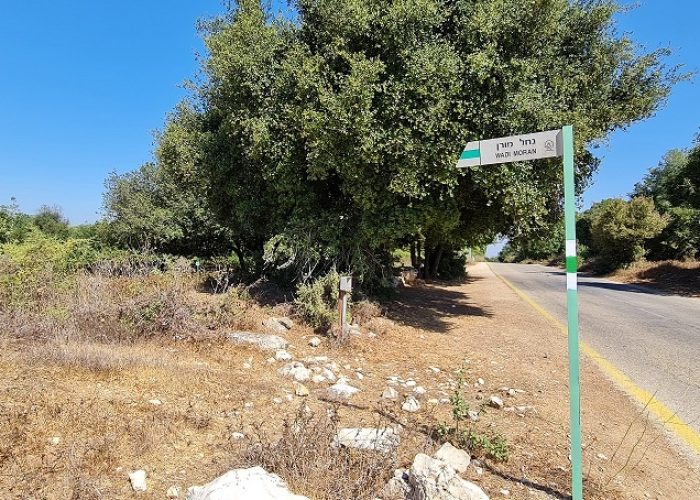 נחל נריה ונחל מורן - טיול בחורש ים תיכוני ופריחה עוניתית