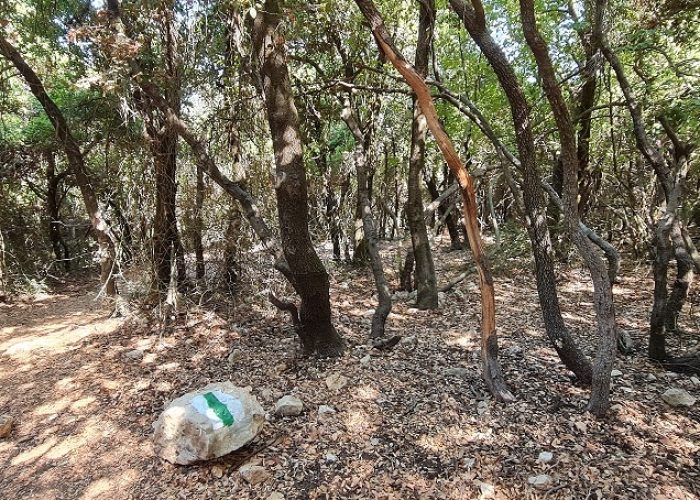 נחל נריה ונחל מורן - טיול בחורש ים תיכוני ופריחה עוניתית