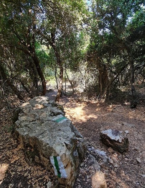 נחל נריה ונחל מורן - טיול בחורש ים תיכוני ופריחה עוניתית