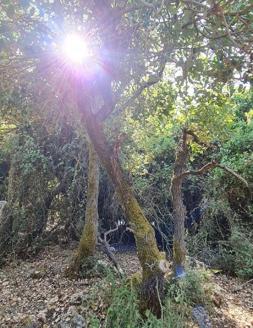 נחל נריה ונחל מורן - טיול בחורש ים תיכוני ופריחה עוניתית