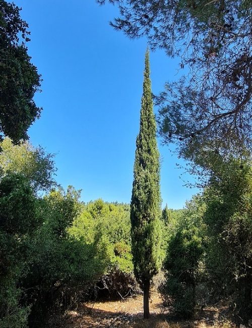 נחל נריה ונחל מורן - טיול בחורש ים תיכוני ופריחה עוניתית