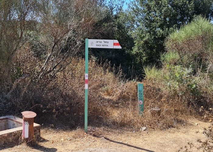 נחל נריה ונחל מורן - טיול בחורש ים תיכוני ופריחה עוניתית