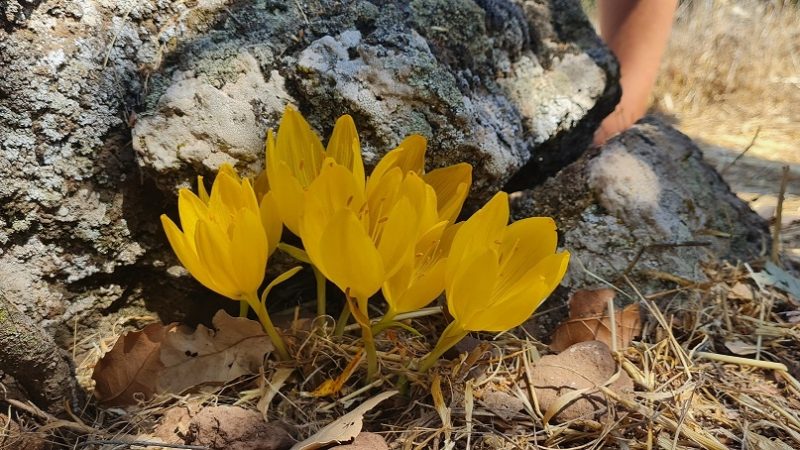 הר חוזק בשמורת רכס בשנית – טיול פריחה של סתיו ברמת הגולן