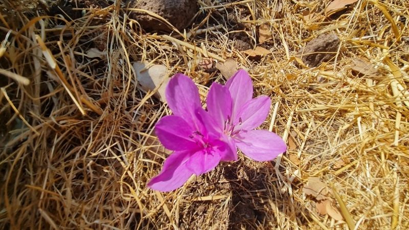 הר חוזק בשמורת רכס בשנית – טיול פריחה של סתיו ברמת הגולן