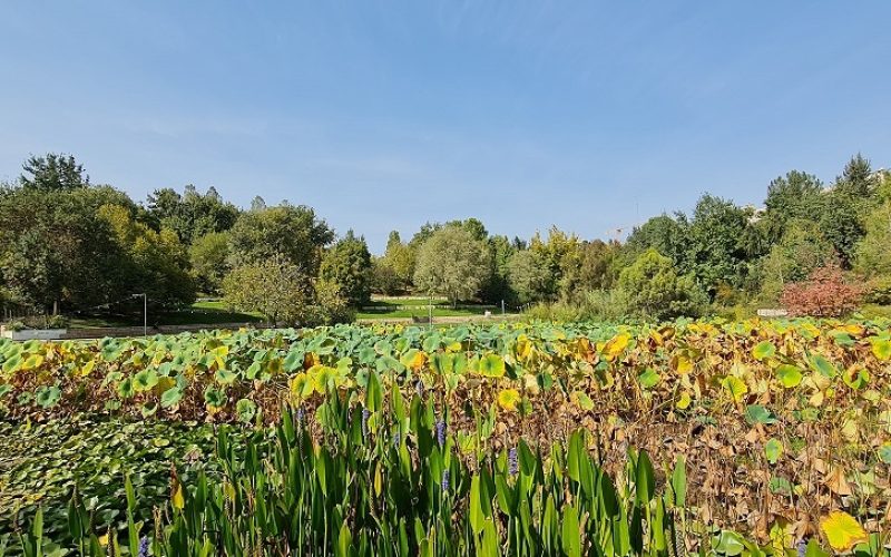 הגן הבוטני האוניברסיטאי בגבעת רם – ירושלים