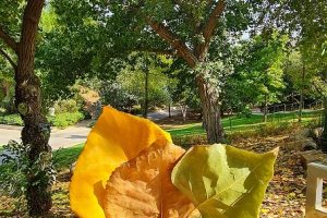 הגן הבוטני האוניברסיטאי בגבעת רם – ירושלים