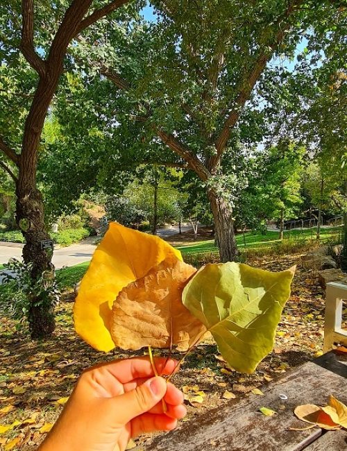הגן הבוטני האוניברסיטאי בגבעת רם – ירושלים