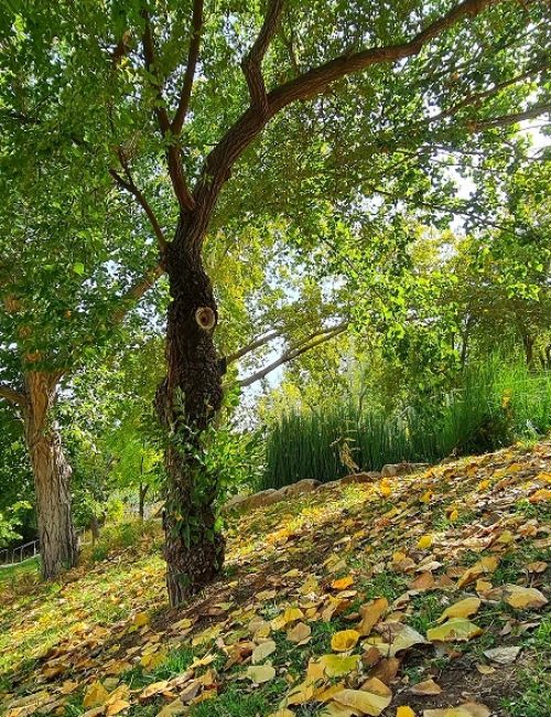 הגן הבוטני האוניברסיטאי בגבעת רם – ירושלים