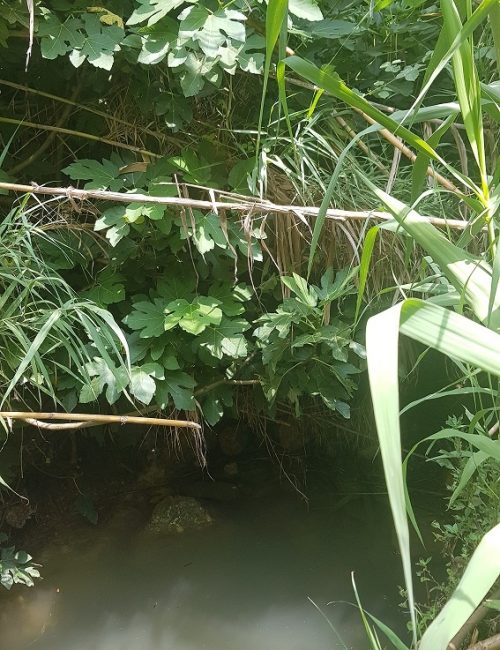 עין תרמילאים – נחל זכרונה