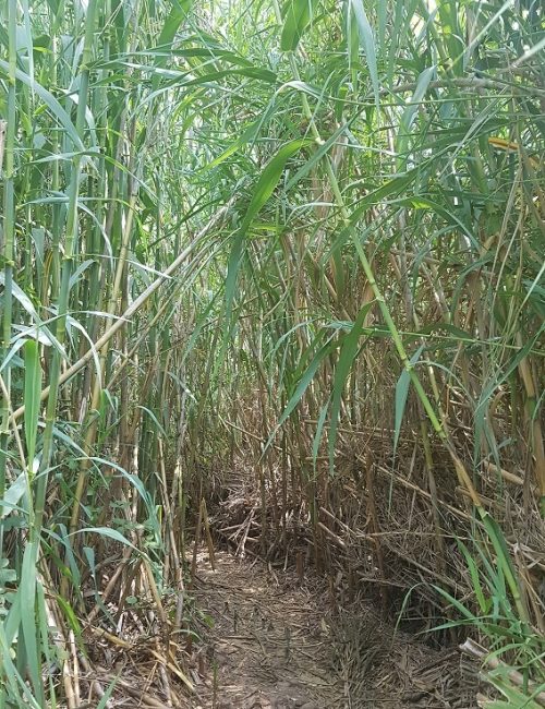 עין תרמילאים – נחל זכרונה