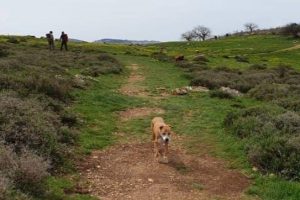 טיולים ומסלולים המתאימים עם כלבים - לטייל עם החבר הכי טוב