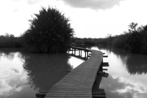 שמורת הטבע עין אפק מסלול ביצות – טיול ליד הבית