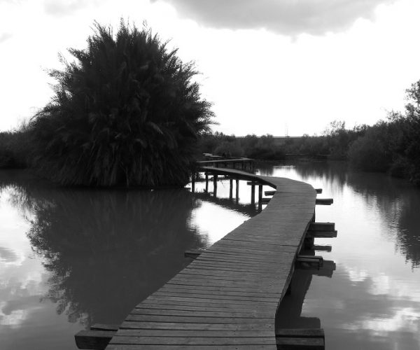 שמורת הטבע עין אפק מסלול ביצות – טיול ליד הבית