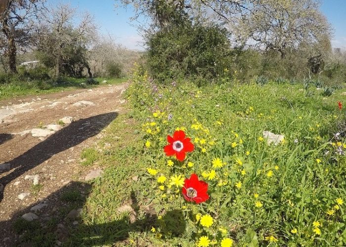 שביל נחל ציפורי שביל שמשית – מסלול נגיש לעגלות