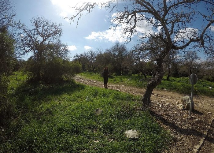 שביל נחל ציפורי שביל שמשית – מסלול נגיש לעגלות