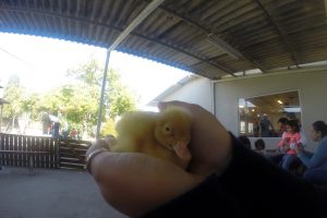 ברווזים בכפר – מרכז מבקרים לכל המשפחה