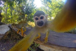 פארק הקופים