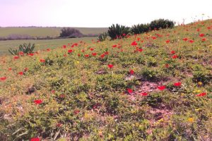 פסטיבל דרום אדום 2020 בואו לחגוג עם הדרום!