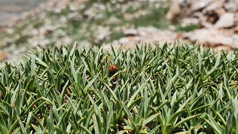 סיורי קיץ בהר חרמון עם החברה להגנת הטבע
