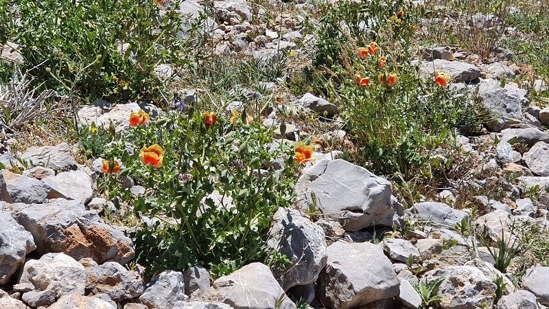 סיורי קיץ בהר חרמון עם החברה להגנת הטבע