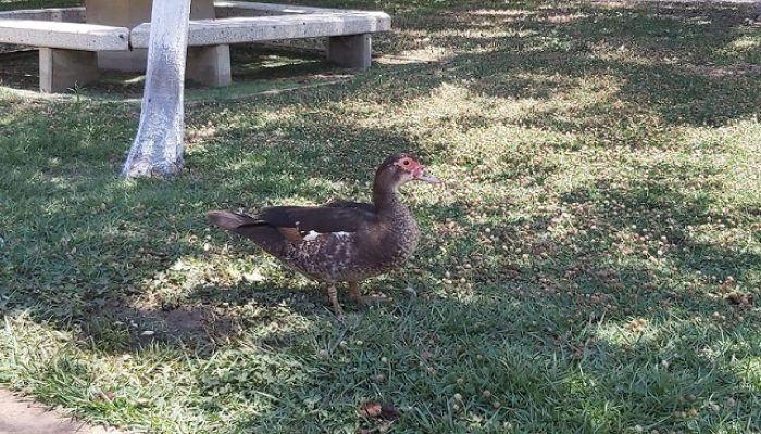 פארק חי העמק - פארק עירוני עפולה