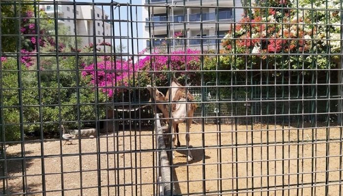 פארק חי העמק - פארק עירוני עפולה