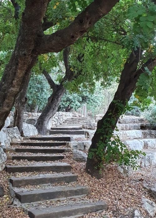 מסלול נחל קטיע דרך אורי פארק נשר