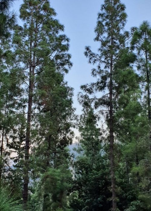 מסלול נחל קטיע דרך אורי פארק נשר