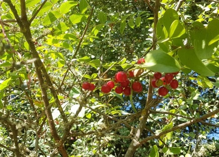 שביל הפסגה הר מירון