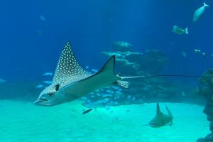 המצפה התת ימי באילת – טיול אל החיים מתחת לפני הים