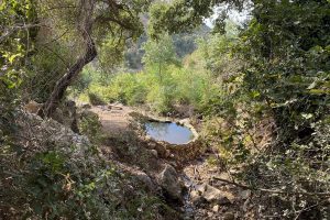 עין אחוזה חיפה