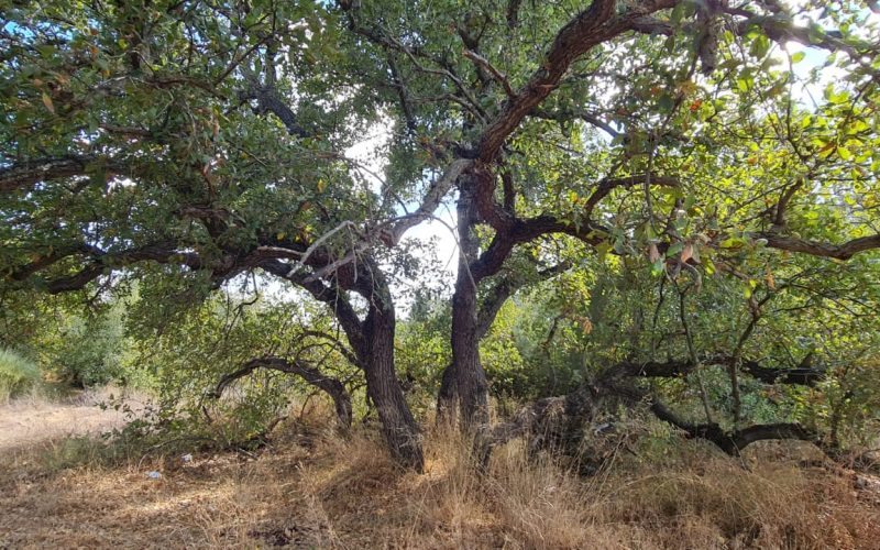 שמורת הטבע קדימה