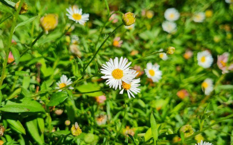 מאגר משמר השרון - מאגר ויקר