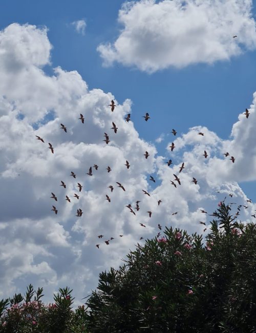 מאגר משמר השרון - מאגר ויקר