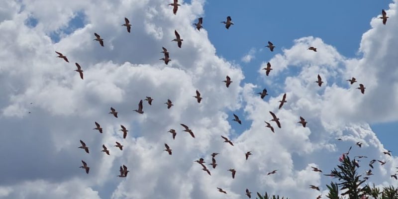 מאגר משמר השרון - מאגר ויקר