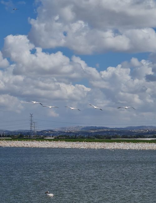 מאגר משמר השרון - מאגר ויקר