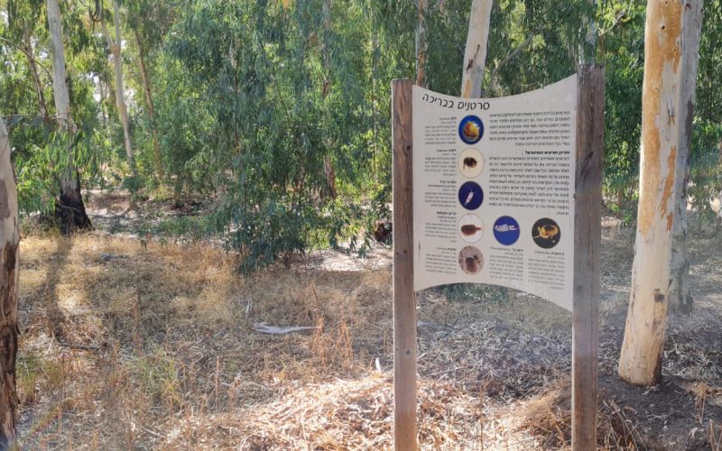 חורשת הסרג'נטים – יער נתניה