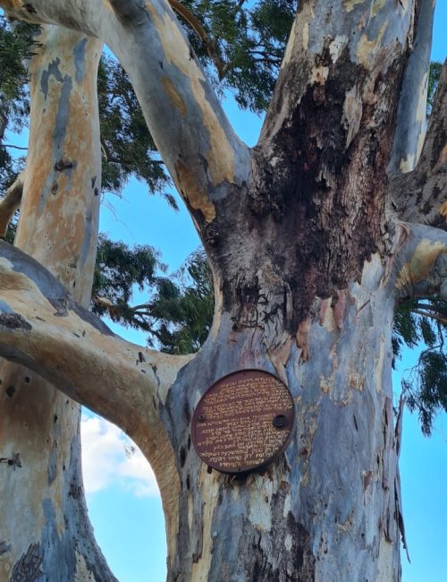 באר אבא – עין שורשים - ביר א-סמנדורה