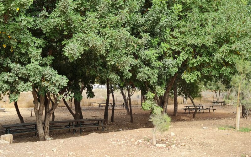 יער אשתאול דרך בורמה - פארק יצחק רבין