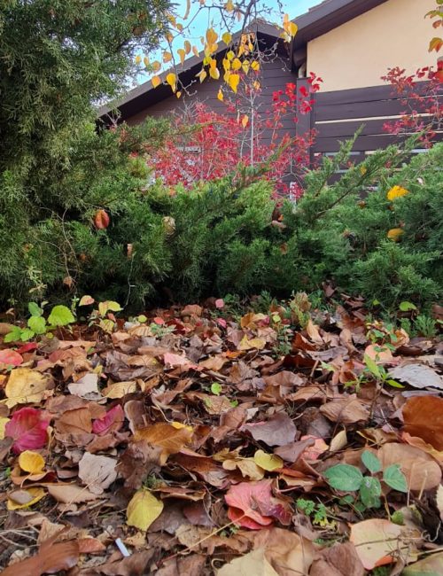 קיבוץ מרום גולן – תצפית מאגר בנטל וחוות הסוסים